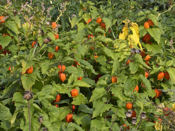 Physalis franchetii, Lampionblume, Blasenkirsche