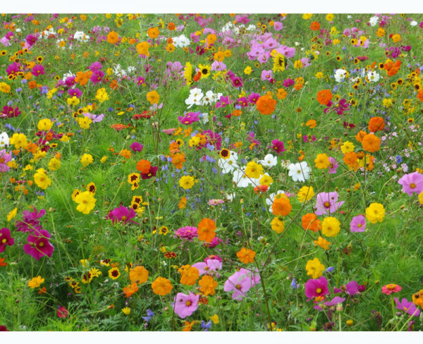 Blumenwiese - Meissner Blütenfeuerwerk