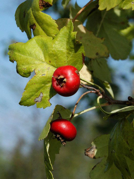 Frucht des echten Rotdorns