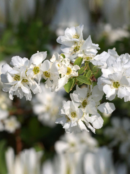 Blüte der Prunkspiere