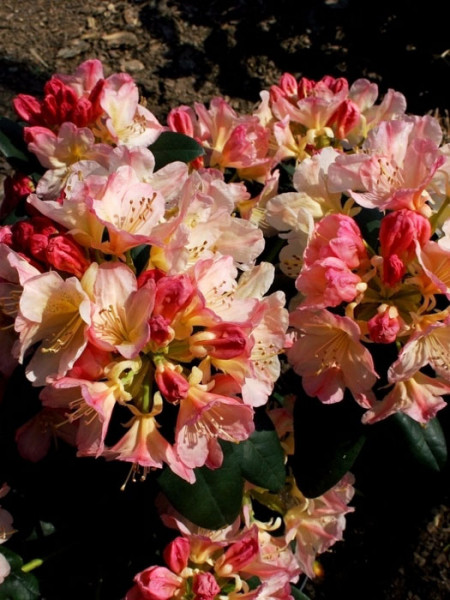 Rhododendron yakushimanum &#039;Percy Wiseman&#039;