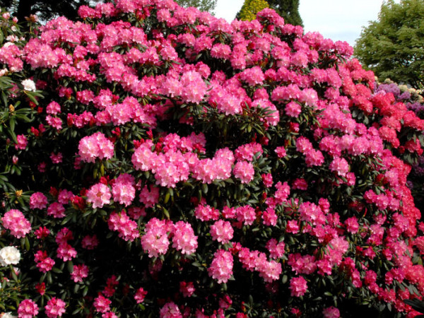 Rhododendron yakushimanum &#039;Kalinka&#039;