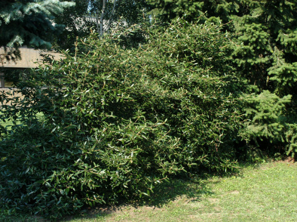 Viburnum &#039;Pragense&#039;, Prager Schneeball