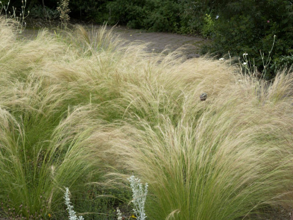 Stipa tenuissima (M), Zartes Federgras, Engelhaar