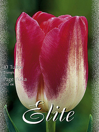 Triumph-Tulpe 'Page Polka' (Art.Nr. 595248)