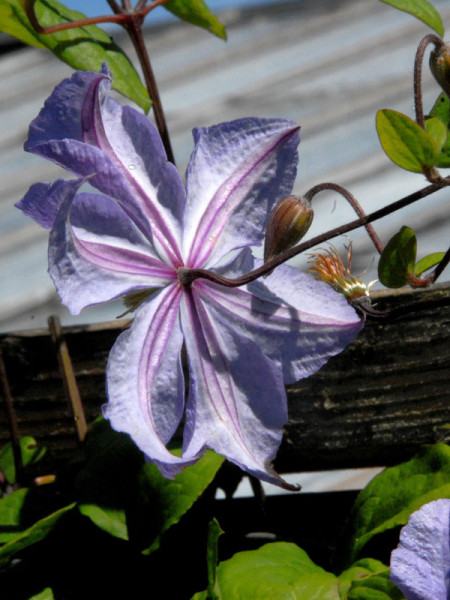 Clematis &#039;Prince Charles&#039;