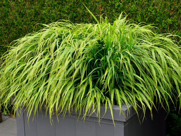 Hakonechloa macra &#039;Aureola&#039; (M), Japanisches Gold-Berggras