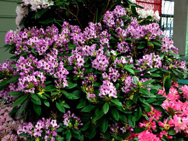 Rhododendron &#039;Kokardia&#039;