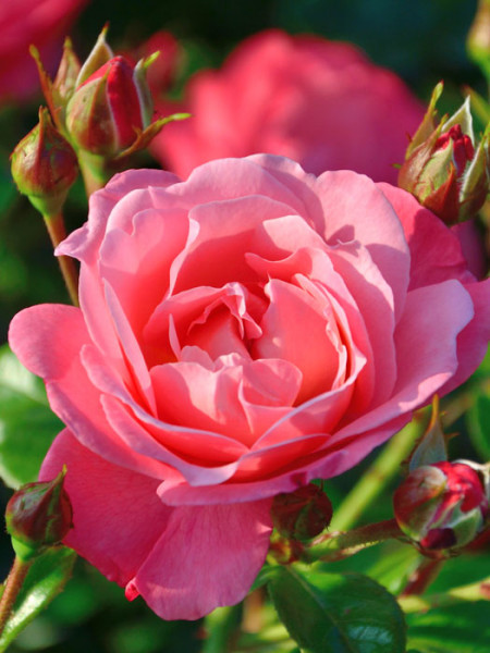 Blüte der Rose Mein schöner Garten