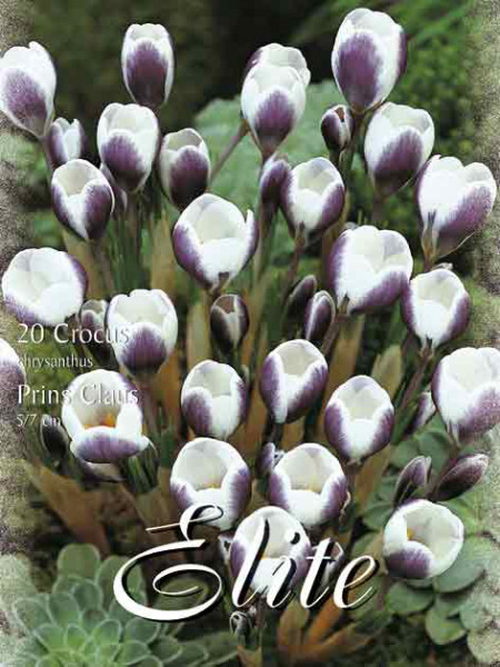 Frühjahrsblühender Krokus 'Prins Claus' (Art.Nr. 596214)