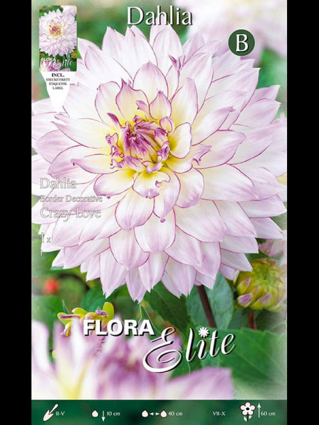 Beet-Dahlie &#039;Crazy Love&#039;, Dahlia (Art.Nr. 520380)