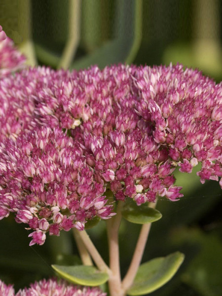 Sedum telephium &#039;Herbstfreude&#039;, Hohe Garten-Fetthenne