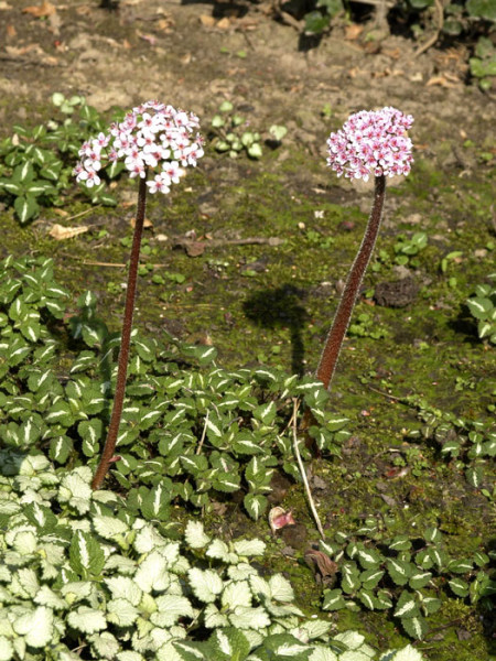 Darmera peltata, Schildblatt, Schirmsteinbrech