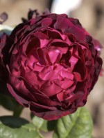 Rose Astrid Gräfin von Hardenberg ® - Tantau