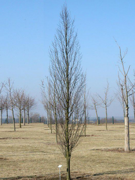 Carpinus betulus &#039;Fastigiata&#039;, Säulenhainbuche