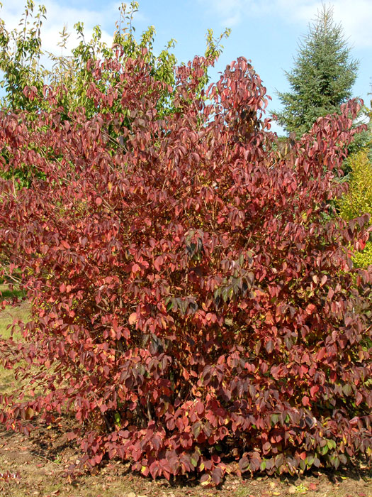 Roter Hartriegel, Cornus sanguine kaufen