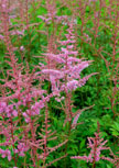 astilbe-cattleya56d6fb3e083fb