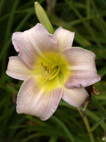 Hemerocallis x cultorum &#039;Catherine Woodbery&#039;, Garten-Taglilie