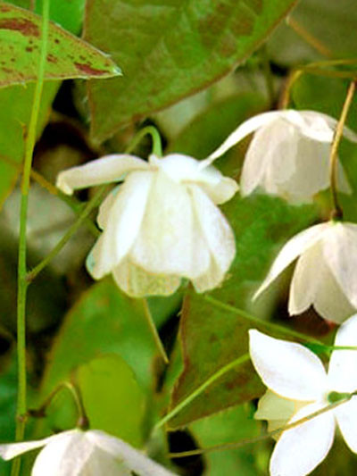 Die Elfenblume mit glockenähnlichen, weißen Blüten