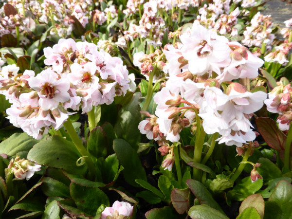 Bergenia cordifolia &#039;Dragonfly Angel Kiss&#039;, Bergenie