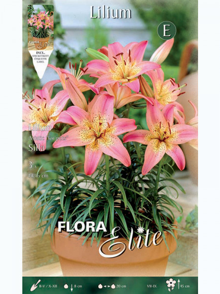 Topf- und Beet-Lilie &#039;Silla&#039;, Lilium (Art.Nr. 5217835)