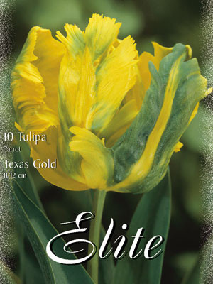 Papagei-Tulpe &#039;Texas Gold&#039; (Art.Nr. 595578)