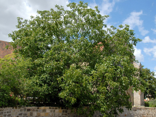 Juglans regia, Walnuss-Sämling