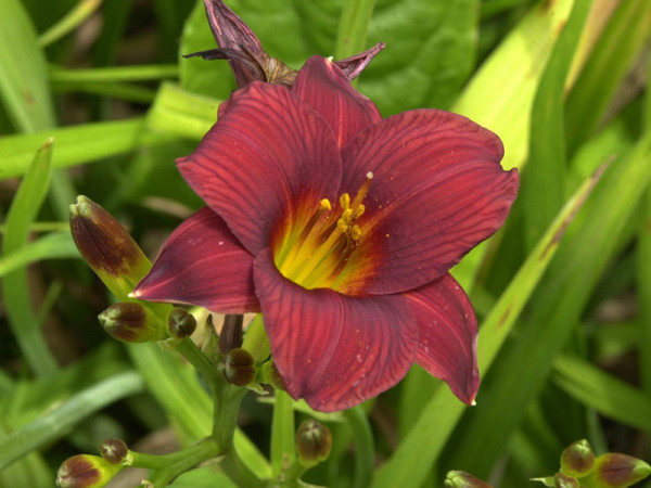 Hemerocallis Hybride &#039;Little Joy&#039;, Taglilie