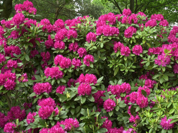 Rhododendron &#039;Mrs. P. den Ouden&#039;