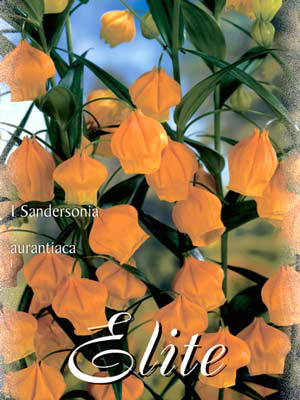 Goldglöckchen, Sandersonia aurantiaca (Art.Nr. 522010)