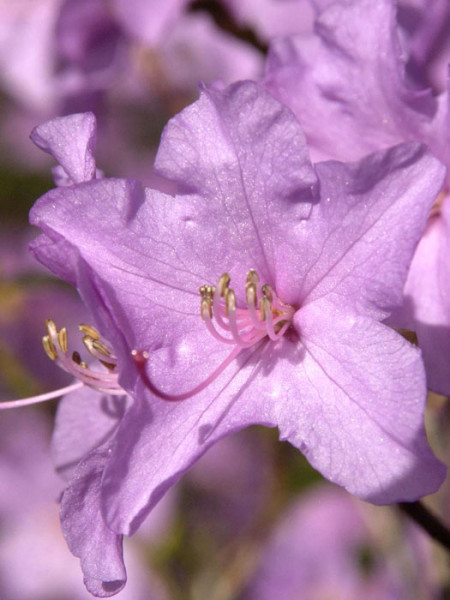 Rhododendron praecox, wintergrüner Rhododendron