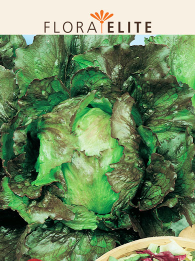 Eissalat 'Sioux' (Art.Nr. 21435)