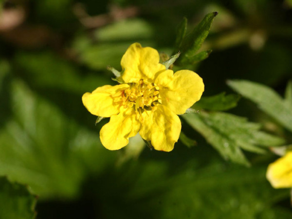 Waldsteinia geoides (M), Horstige Ungarwurz, Waldsteinie