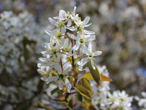 Amelanchier lamarckii, Felsenbirne - Hochstamm