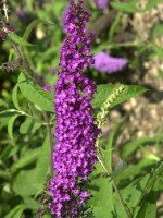 Buddleja davidii 'Royal Red', Sommerflieder