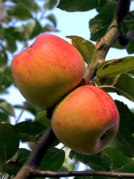 Der Apfel 'Goldparmäne'