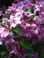 Weigela florida, Rosa Weigelie