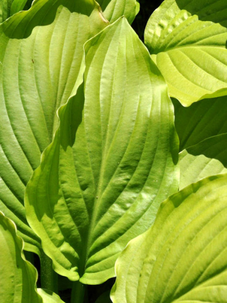 Hosta plantaginea &#039;Royal Standard&#039;, Lilien-Funkie, Herzblatt-Lilie