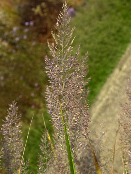 Calamagrostis arundinacea var. brachytricha (M), Diamantgras, grau-rosa Lampenputzer