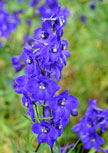 Schnitt-Stauden Sortiment II (12 Stück) 4 delphinium-atlantis56d85a57f08f3