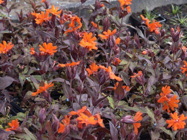 Lychnis (syn. Silene) x arkwrightii &#039;Vesuvius&#039;, Lichtnelke, Pechnelke