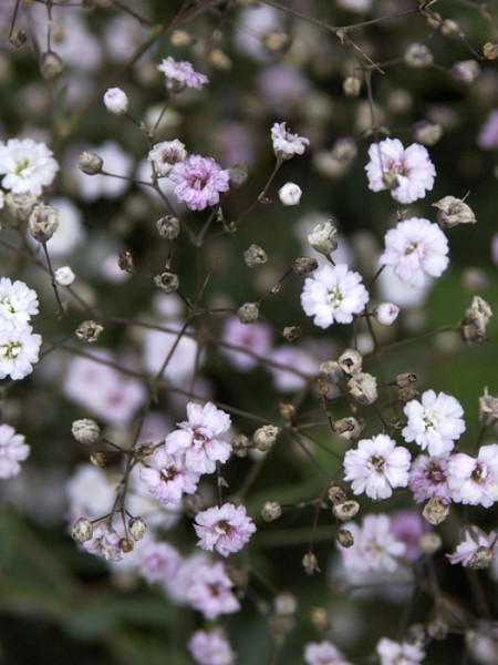 Gypsophila repens &#039;Rosenschleier&#039;, Zwergschleierkraut, Polster-Schleierkraut