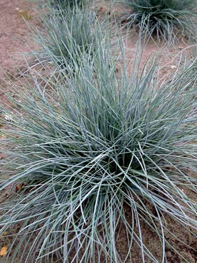 Festuca cinerea &#039;Glaucantha&#039; (M), Blau-Schwingel