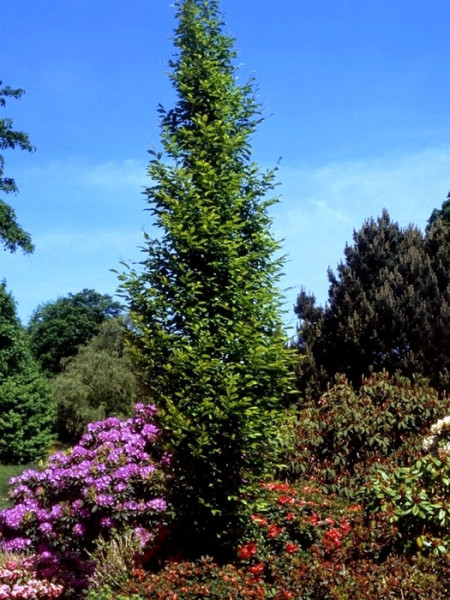 Carpinus betulus &#039;Fastigiata&#039;, Säulenhainbuche