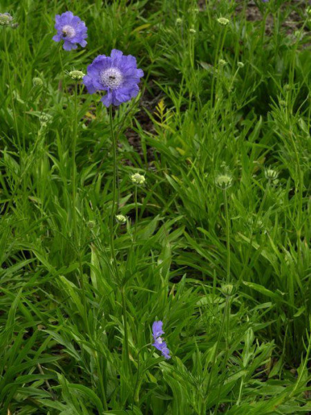 Scabiosa caucasica &#039;Stäfa&#039;, Blaue Scabiose, Blaue Witwenblume