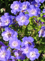 Geranium pratense 'Rozanne'®,  Wiesen-Storchschnabel