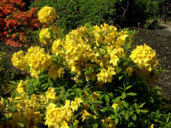 Rhododendron luteum &#039;Golden Sunset&#039;, sommergrüne japanische Gartenazalee