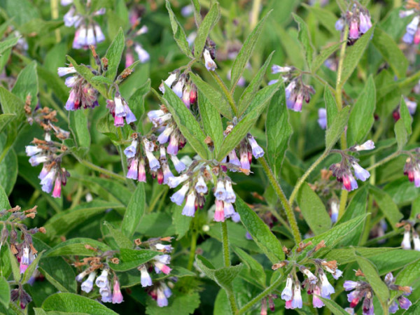 Symphytum grandiflorum &#039;Hidcote Blue&#039;, Beinwell