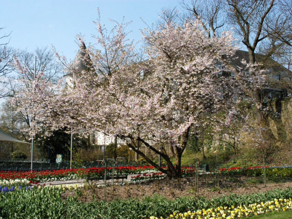 Prunus subhirtella &#039;Accolade&#039;, Frühe Zierkirsche - Hochstamm