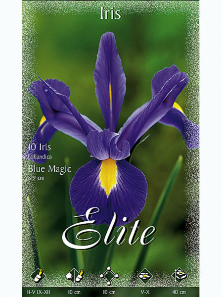 Holländische Iris &#039;Blue Magic&#039;, Iris hollandica (Art.Nr. 5215880)